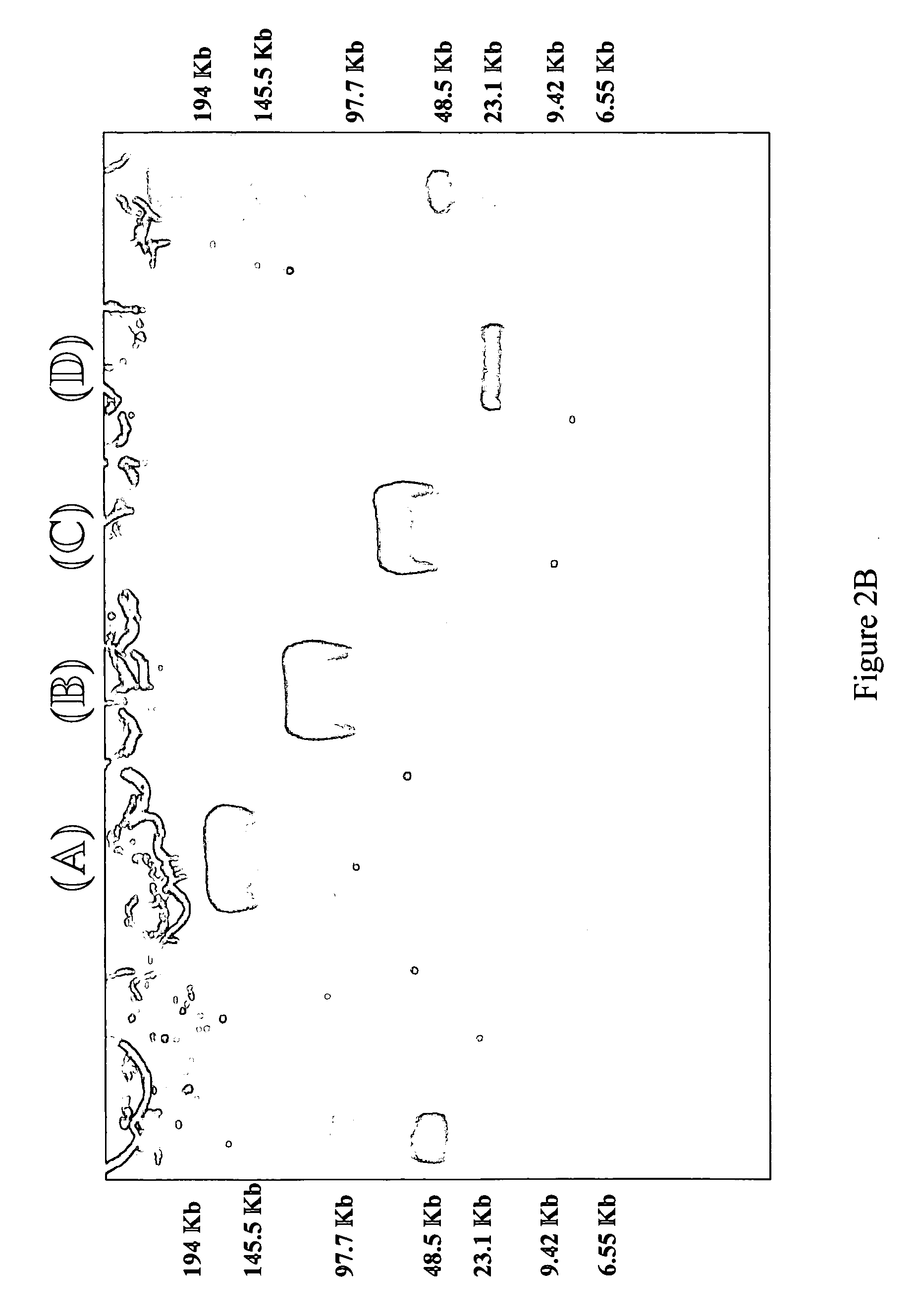 Method for extracting DNA from organisms