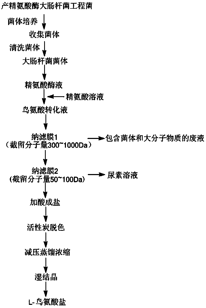 Method for separating L-ornithine from L-ornithine conversion solution prepared by using enzyme biotechnology and forming L-ornithine hydrochloride