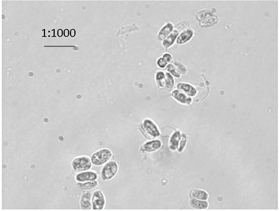 Scenedesmus obliquus strain and separation purifying method, cultivation method and application thereof