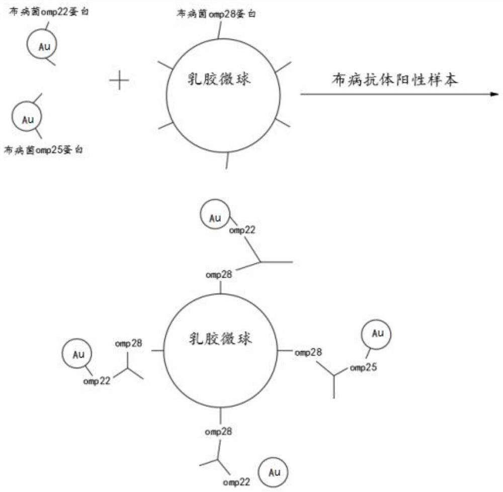 Novel Brucella antibody detection method