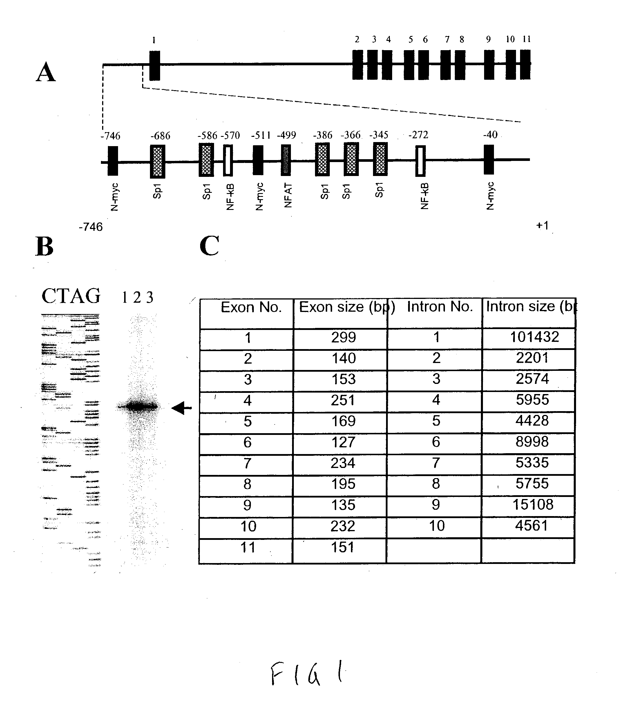 Human excitatory amino acid transporter-2 gene promoter and uses thereof