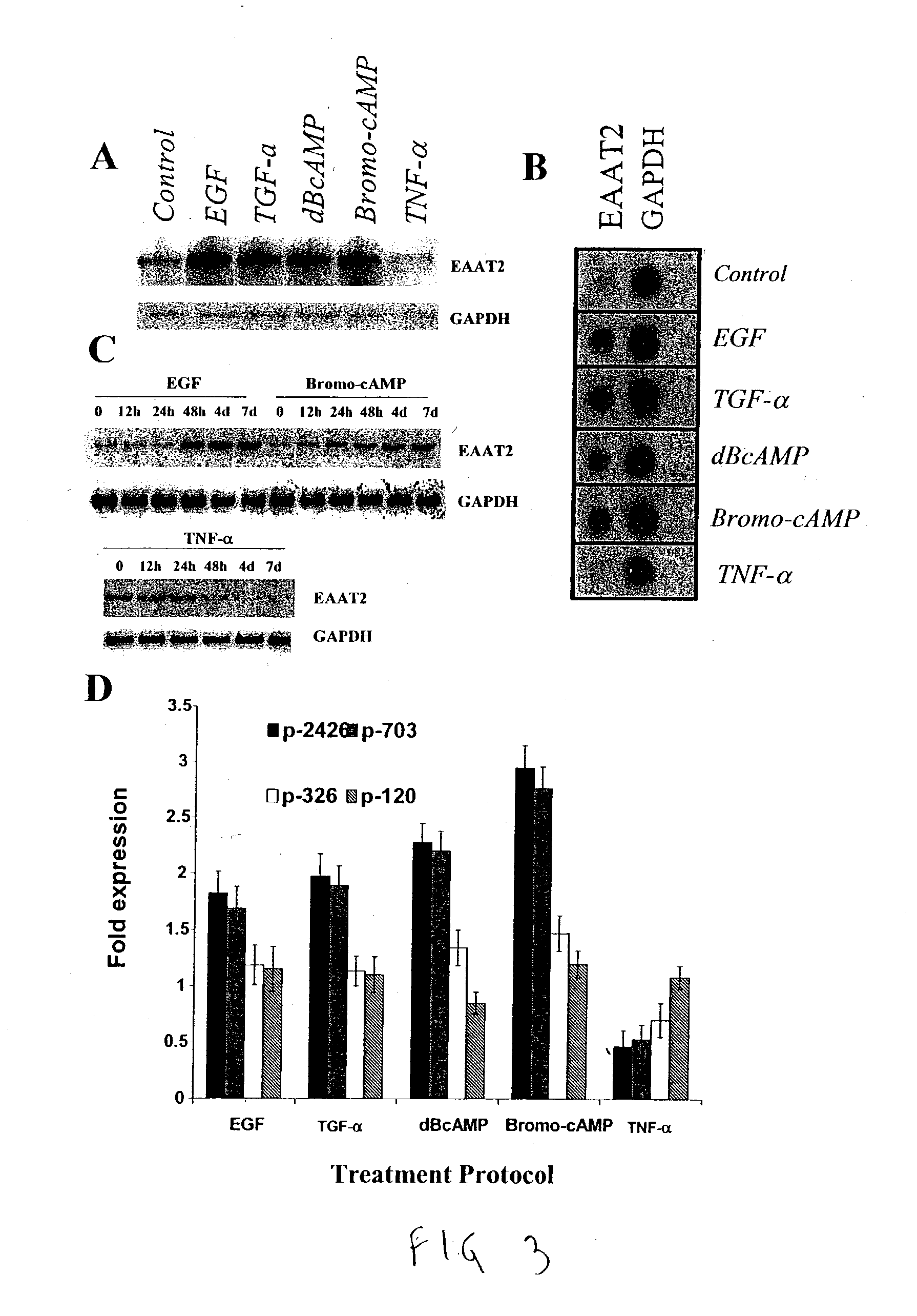 Human excitatory amino acid transporter-2 gene promoter and uses thereof