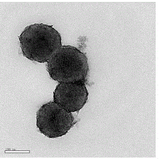 Preparation method of nickel oxide/carbon sphere composite material