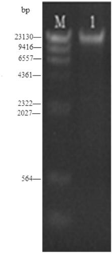 Corbicula fluminea mitochondrial genome enrichment, extraction and indentifying method