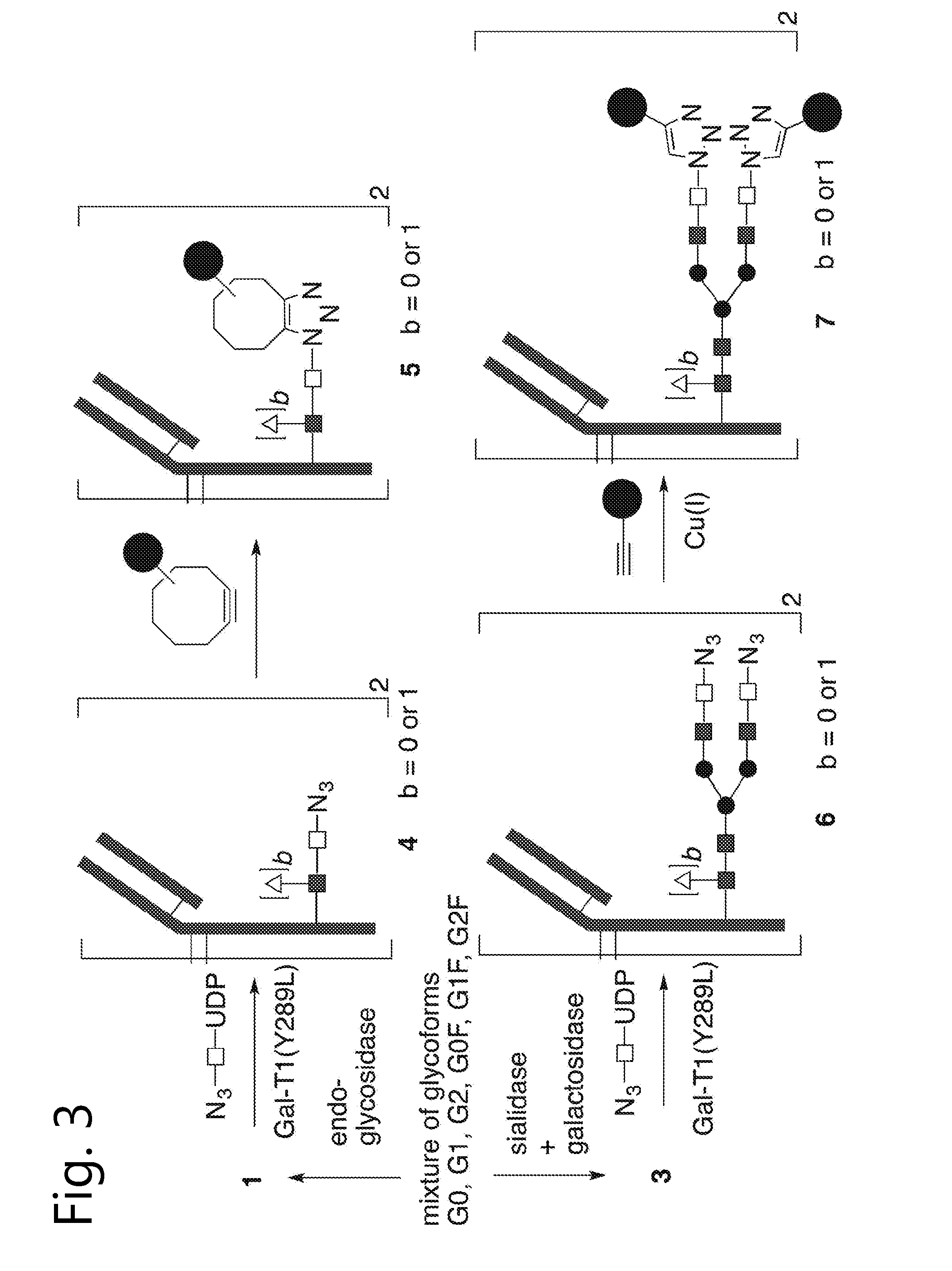 Glycoengineered antibody, antibody-conjugate and methods for their preparation