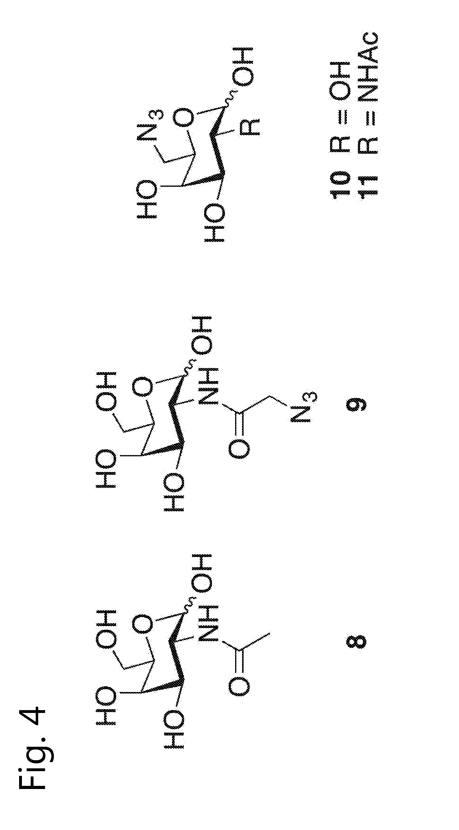 Glycoengineered antibody, antibody-conjugate and methods for their preparation