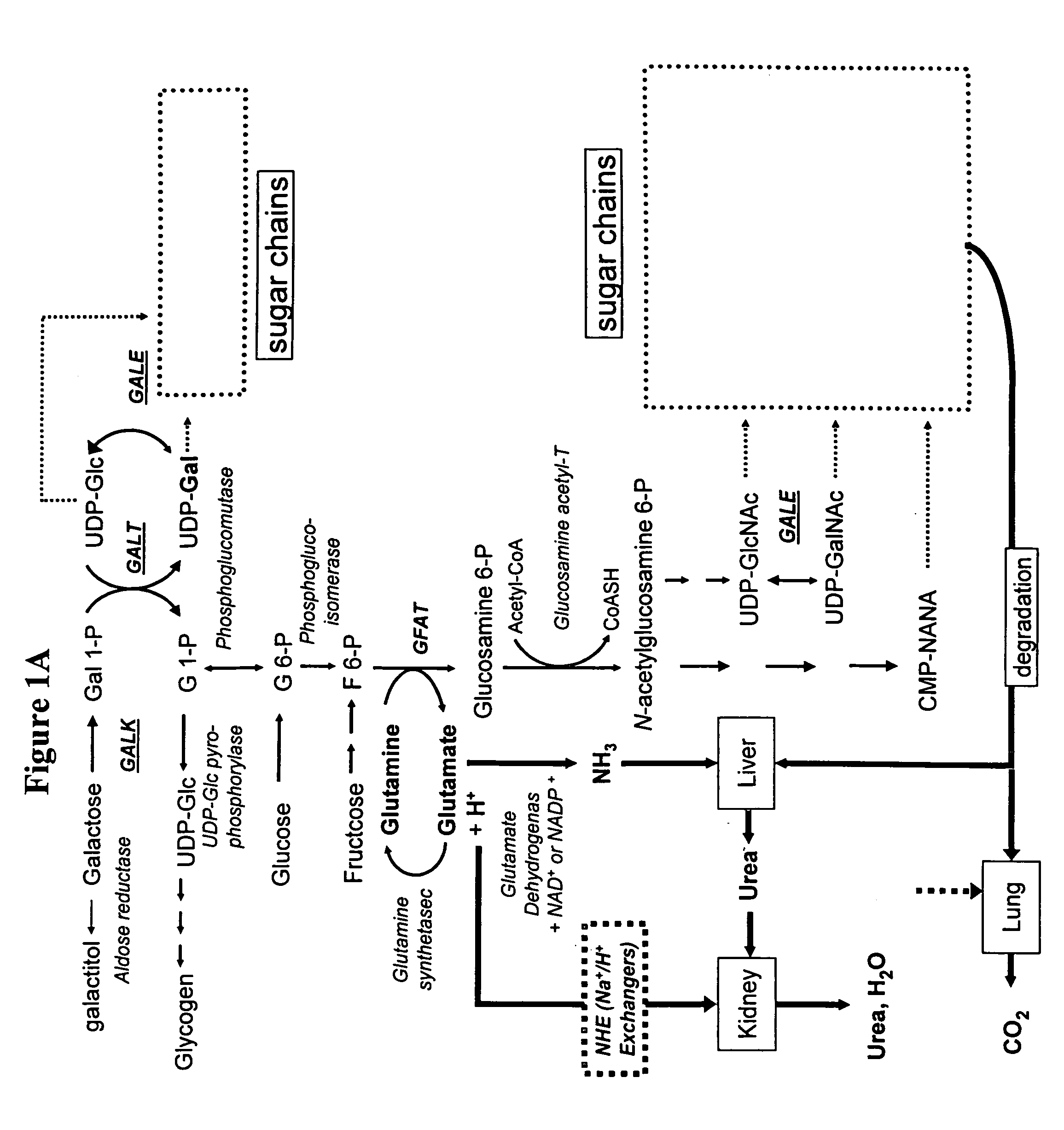 Modification of sugar metabolic processes in transgenic cells, tissues and animals