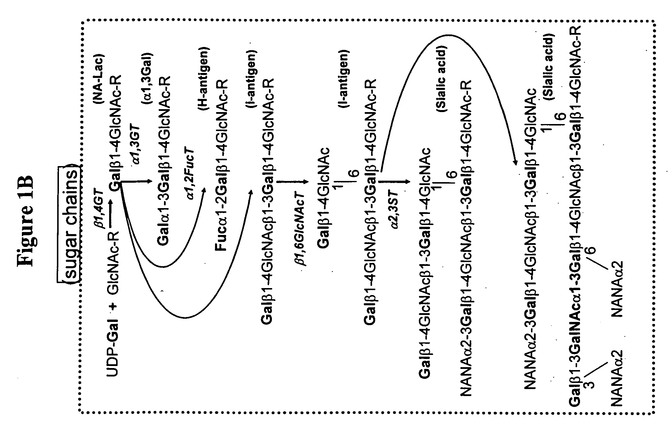 Modification of sugar metabolic processes in transgenic cells, tissues and animals