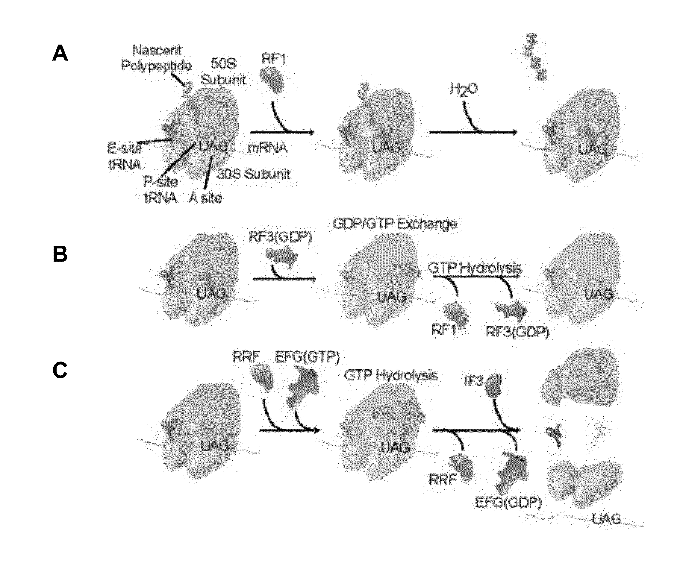 Fluorescence-based approach to monitor release factor-catalyzed termination of protein synthesis