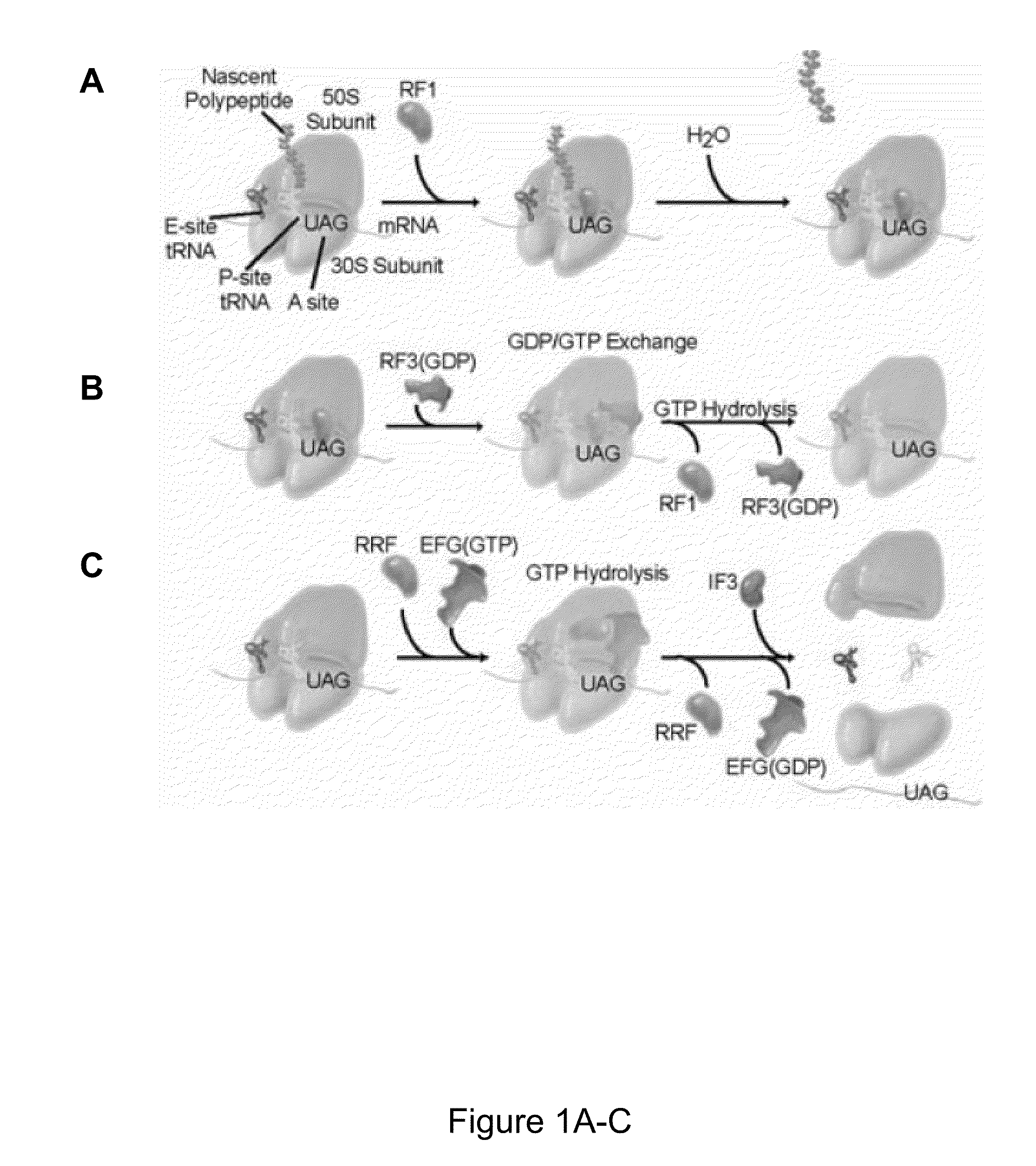 Fluorescence-based approach to monitor release factor-catalyzed termination of protein synthesis