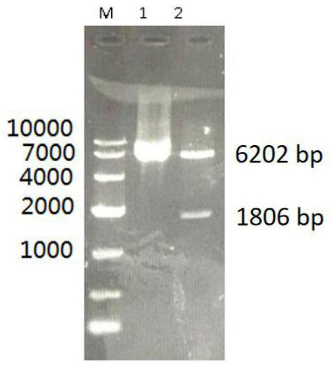 Recombinant lactobacillus plantarum for expressing newcastle disease virus antigen gene and fermentation process and application of recombinant lactobacillus plantarum