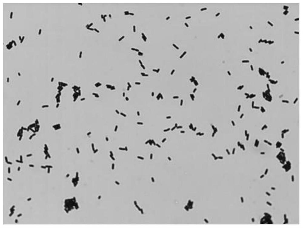 Recombinant lactobacillus plantarum for expressing newcastle disease virus antigen gene and fermentation process and application of recombinant lactobacillus plantarum