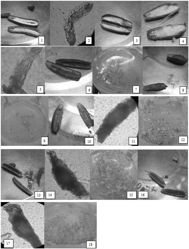 Method for determining optimal picking period of capsules of paphiopedilum concolor