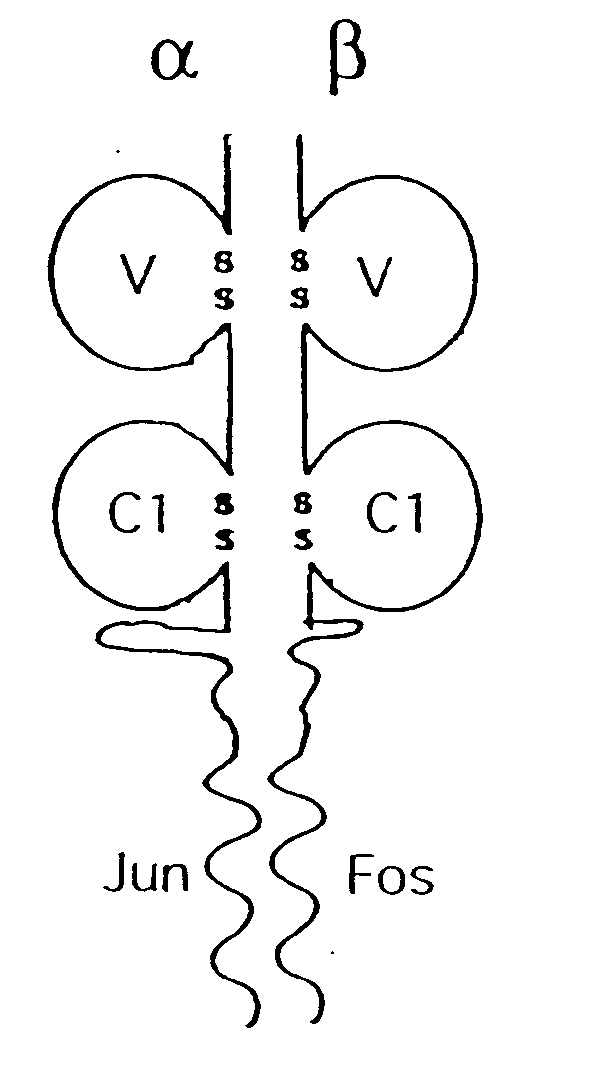 Soluble T cell receptor