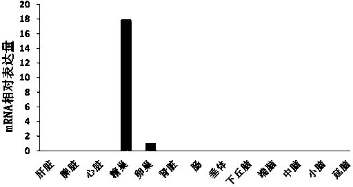 Chinese sturgeon boule gene sequence and application thereof