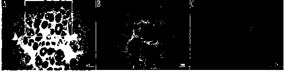 Chinese sturgeon boule gene sequence and application thereof