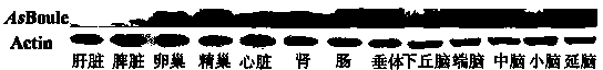 Chinese sturgeon boule gene sequence and application thereof