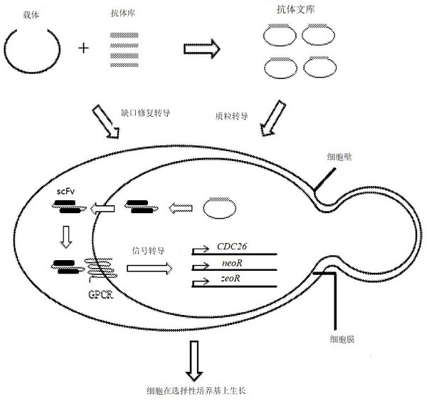 A yeast phenotypic screening method for isolation of functional antibodies against g-protein coupled receptors