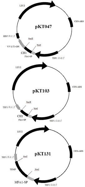 A yeast phenotypic screening method for isolation of functional antibodies against g-protein coupled receptors