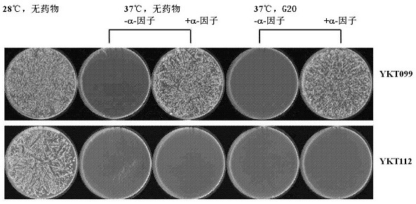 A yeast phenotypic screening method for isolation of functional antibodies against g-protein coupled receptors