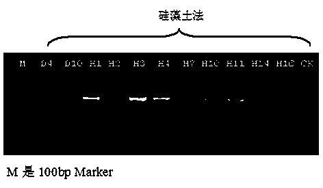 Method for extracting plasmodiophora brassicae DNA of cruciferae vegetables and application of method