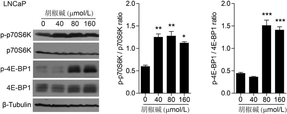 Application of piperine to preparation of drugs for preventing and treating septicemia