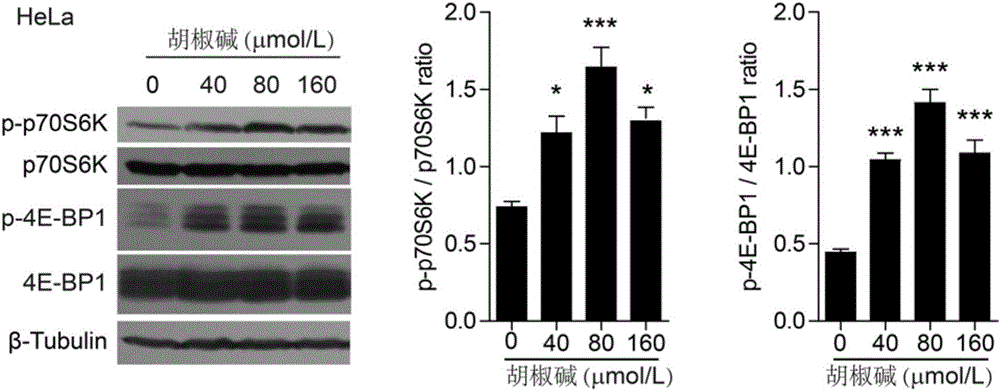 Application of piperine to preparation of drugs for preventing and treating septicemia