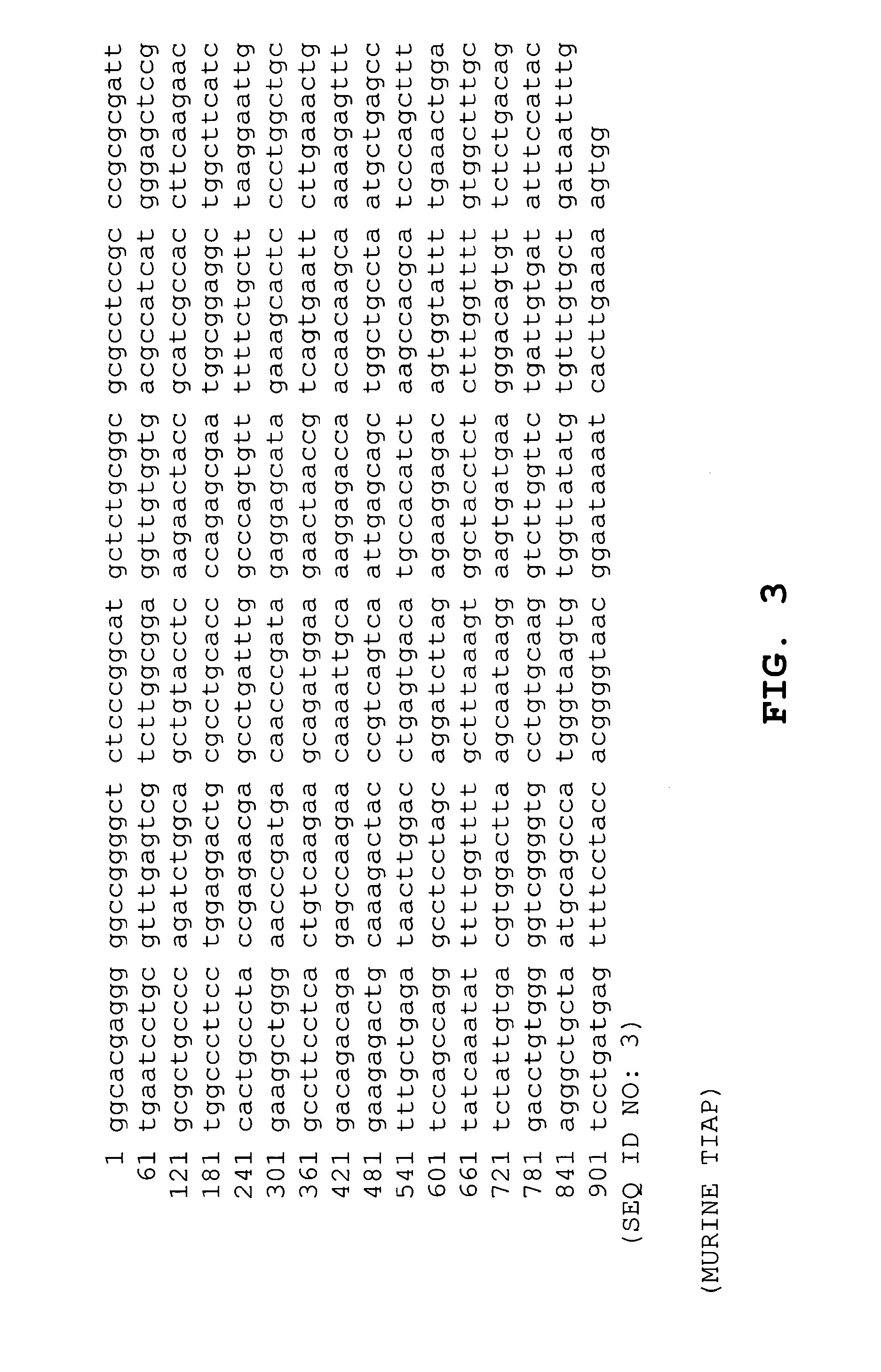 DNA vaccines against tumor growth and methods of use thereof