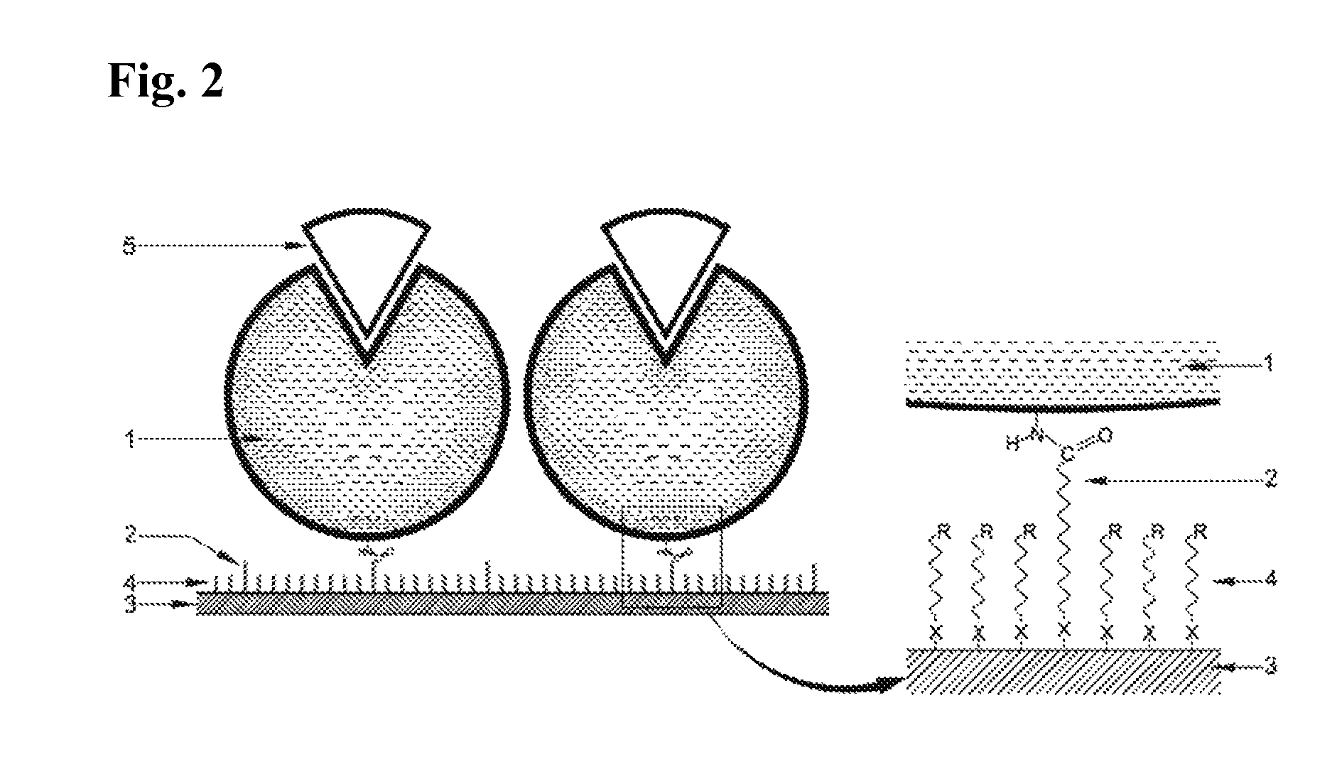 Immobilized DNA polymerase