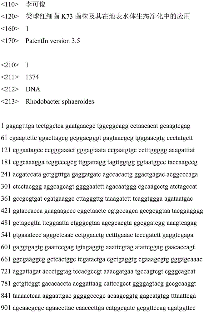 Rhodobacter sphaeroides K73 bacterial strain and application of rhodobacter sphaeroides K73 bacterial strain to surface water ecological purification