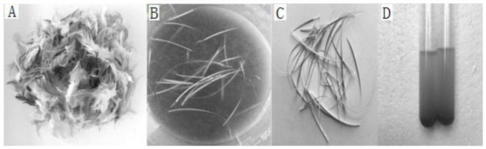 A bacterial strain capable of degrading discarded feathers, a screening method and its application