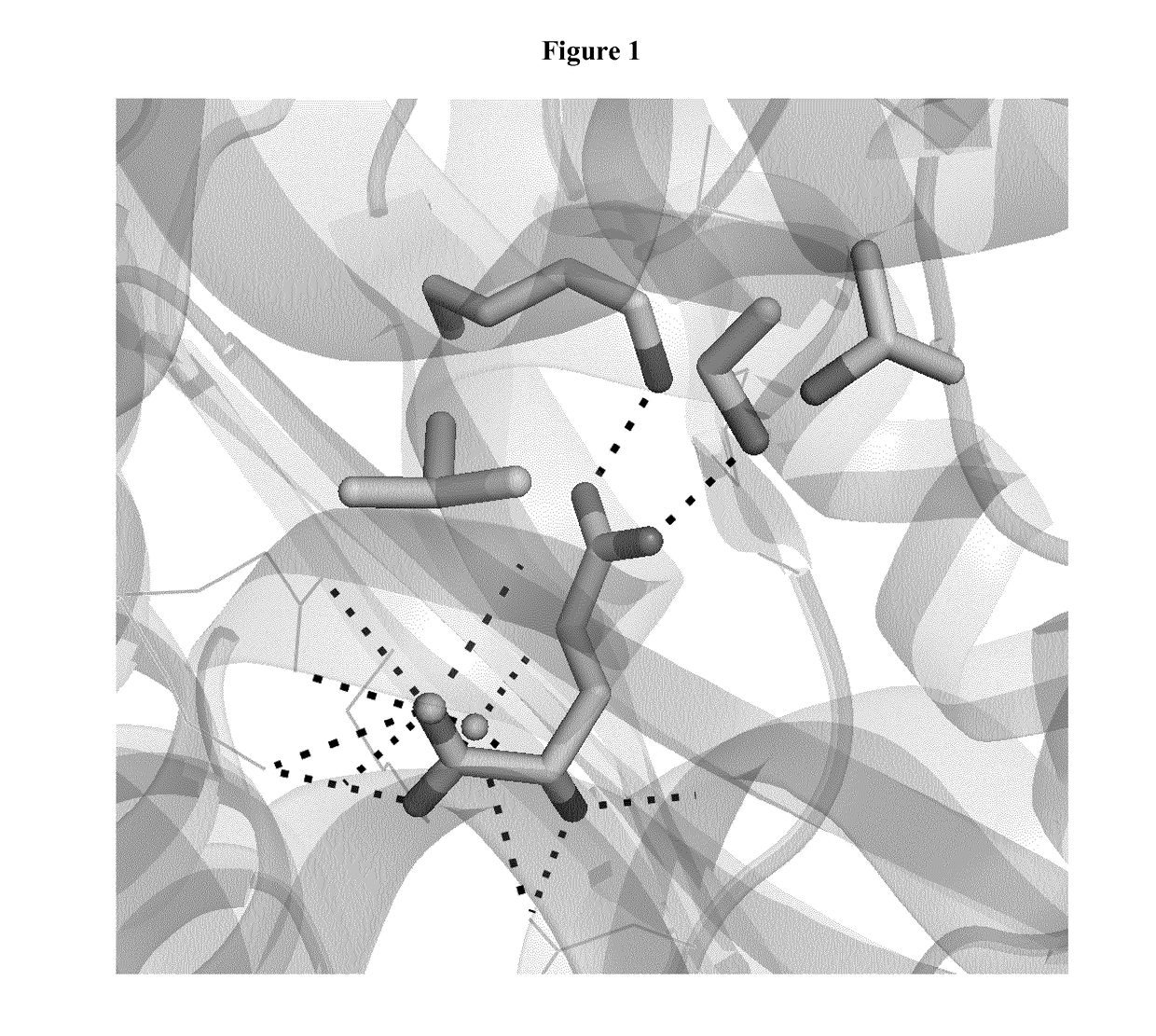 Mutant glutamate dehydrogenase for the conversion of homoserine into 4-hydroxy-2-ketobutyrate