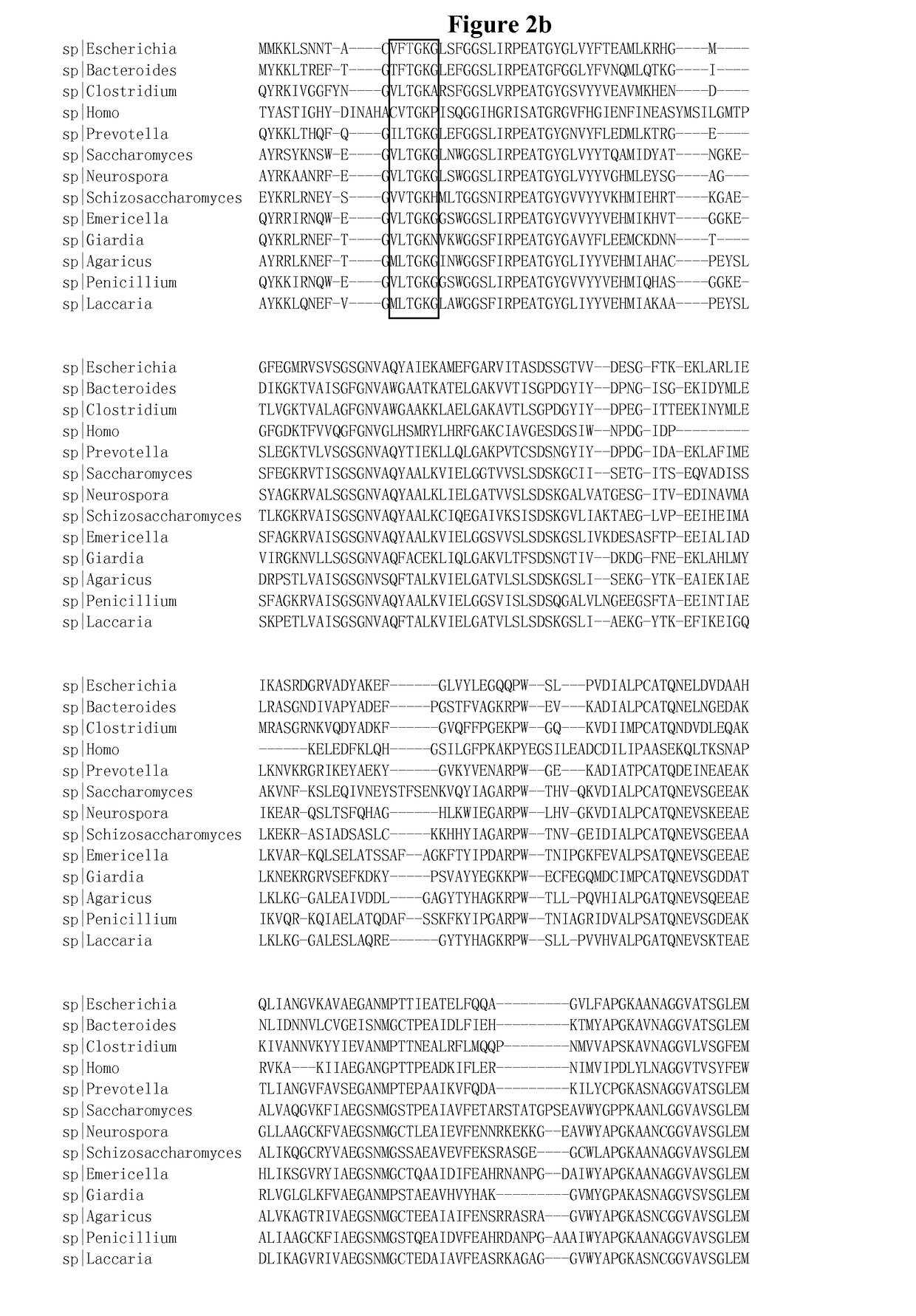 Mutant glutamate dehydrogenase for the conversion of homoserine into 4-hydroxy-2-ketobutyrate