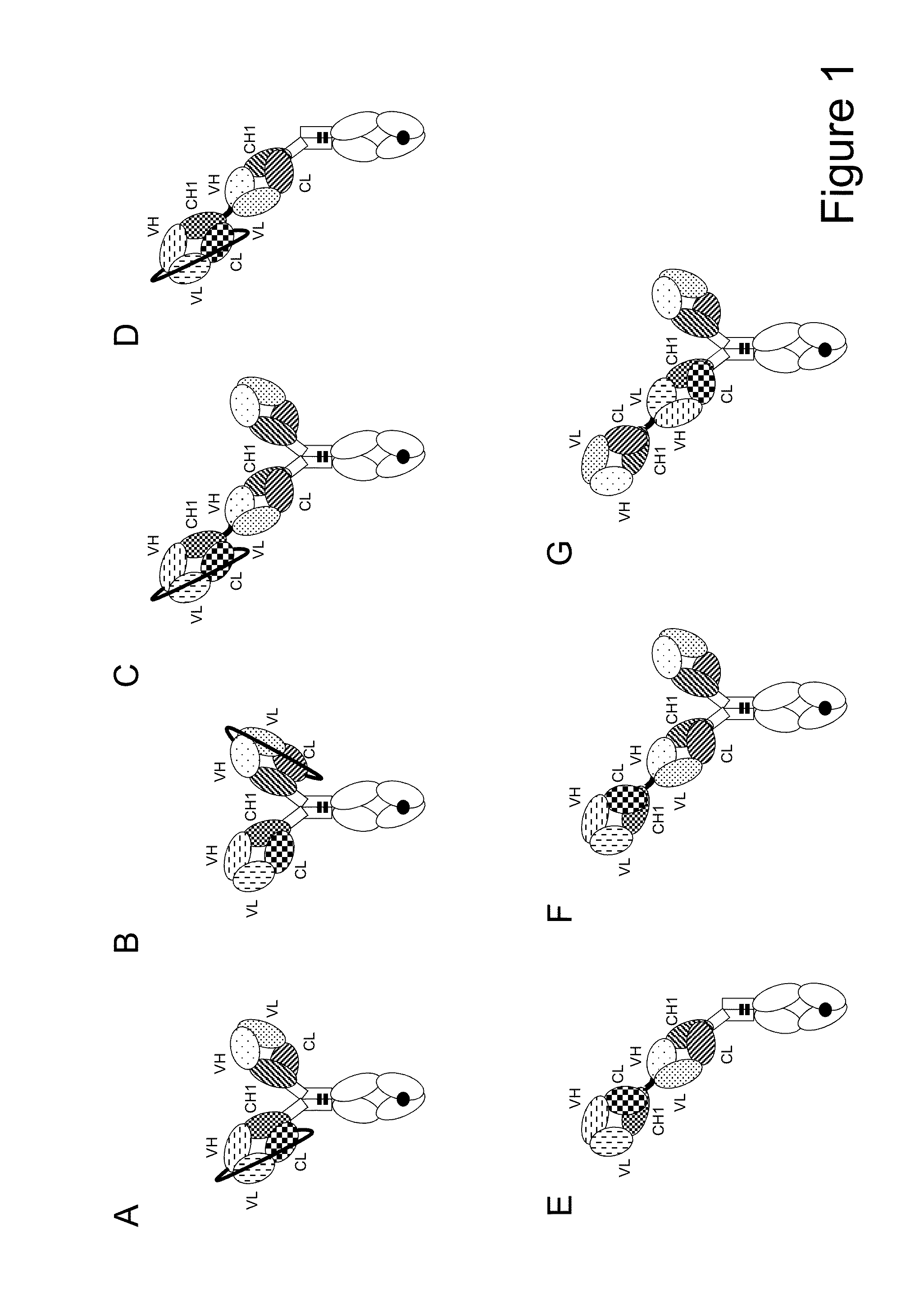 Bispecific t cell activating antigen binding molecules