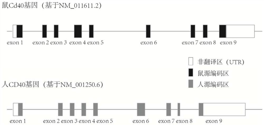 Construction method of humanized CD40 gene modified animal model and application thereof