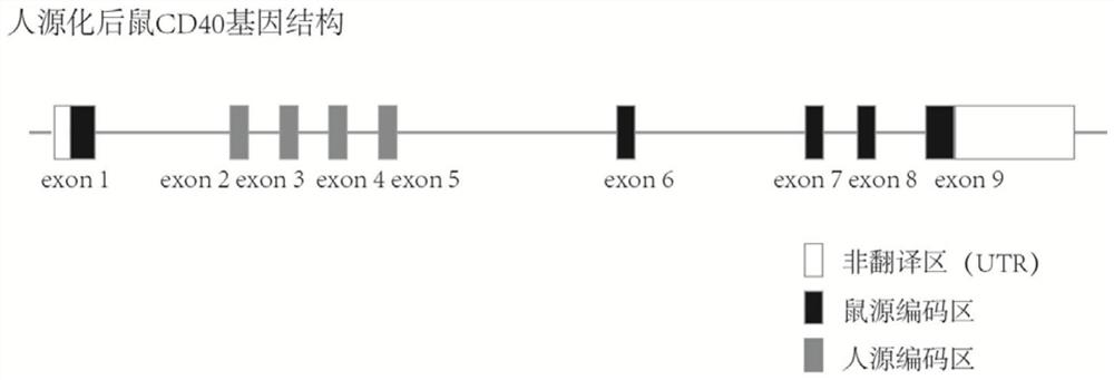 Construction method of humanized CD40 gene modified animal model and application thereof