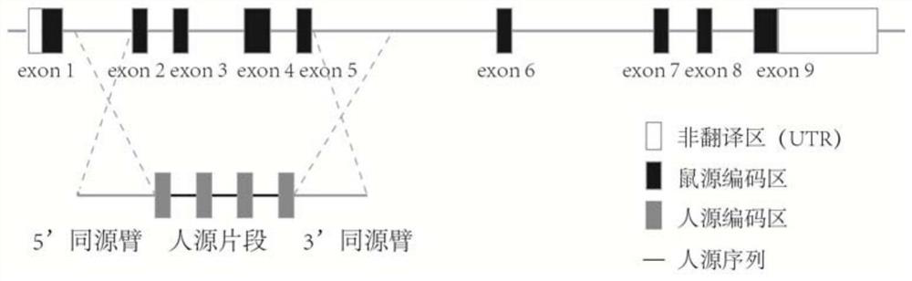 Construction method of humanized CD40 gene modified animal model and application thereof