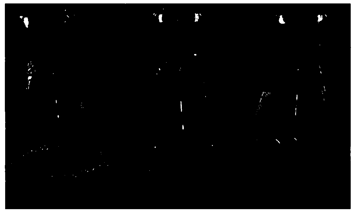 Method of green synthesis of nanogold through kiwi fruit juice