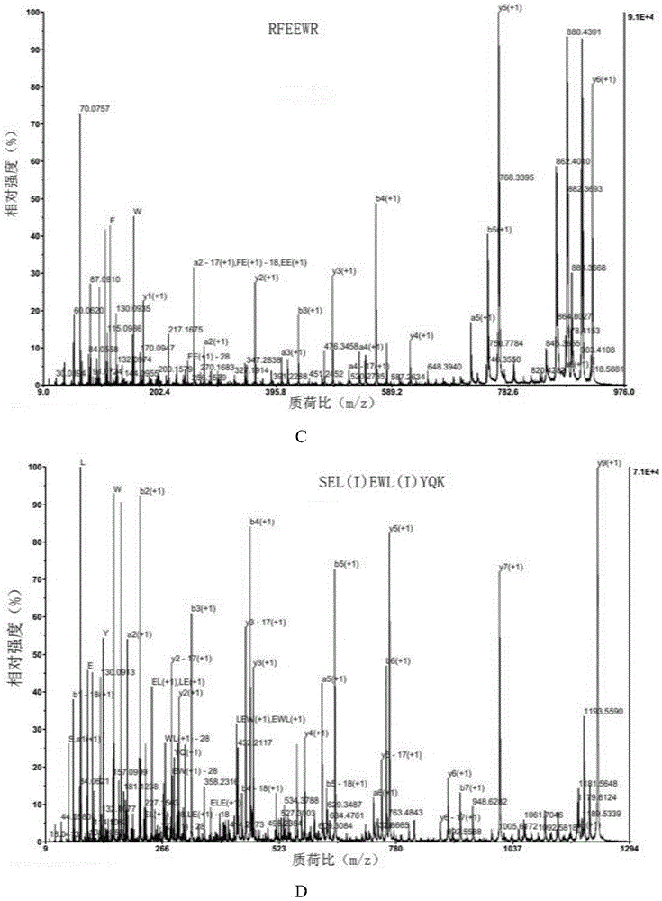 Pinctada martensi lectin PmCLEC-1 and application thereof