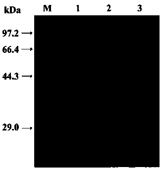 Glycosyltransferase gene and application thereof