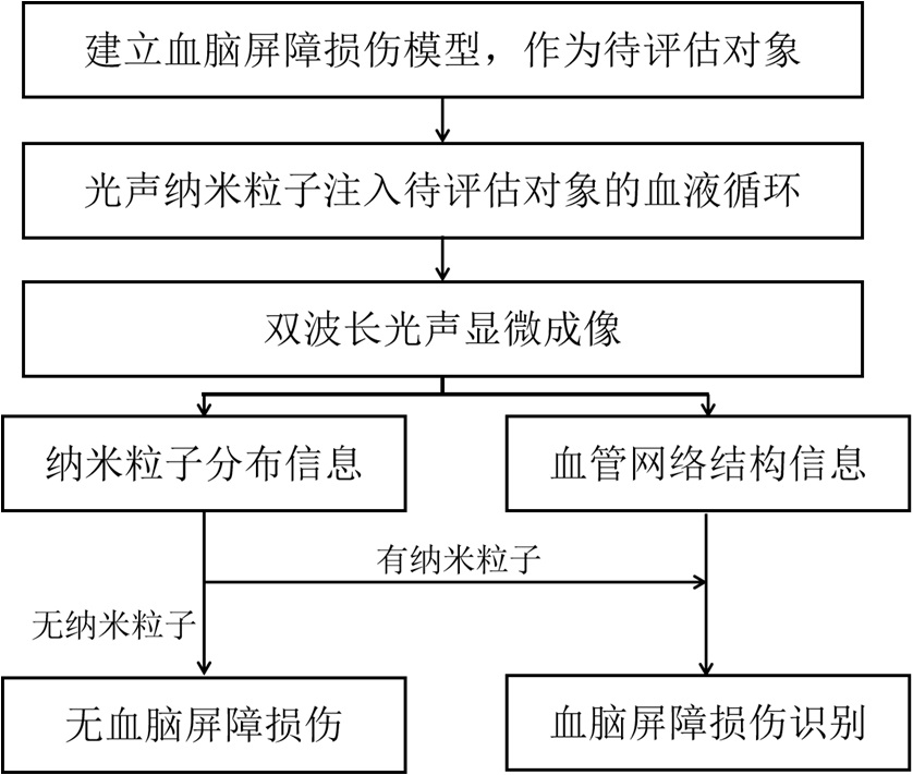 Blood brain barrier injury assessment device and method based on dual-wavelength photoacoustic microscopic imaging