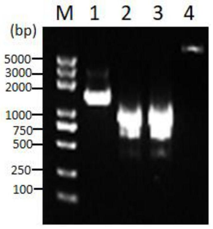 Flagellin mutant and application thereof in preparation of African swine fever antigen fusion protein