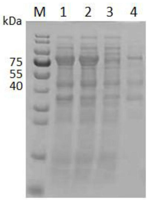 Flagellin mutant and application thereof in preparation of African swine fever antigen fusion protein