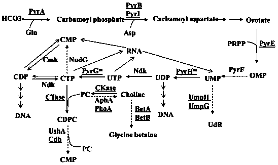 A recombinant microorganism for producing citicoline and a method for producing citicoline