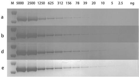 Protein electrophoresis staining solution, kit and staining method