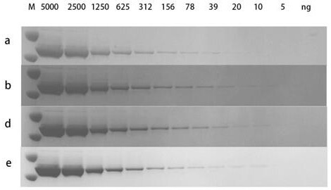 Protein electrophoresis staining solution, kit and staining method