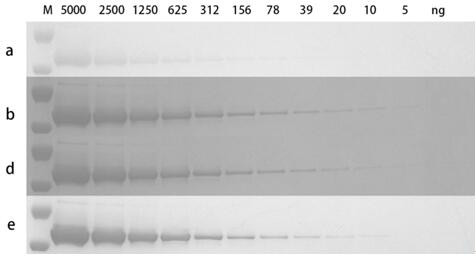 Protein electrophoresis staining solution, kit and staining method