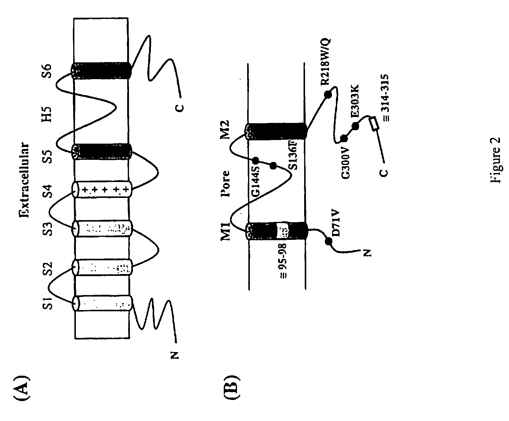 Methods for assessing risk for cardiac dysrythmia in a human subject