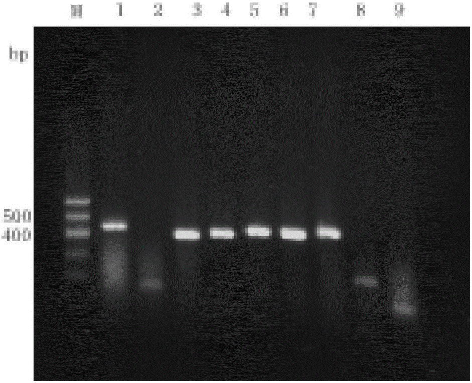 Lactobacillus plantarum SWUN5815 for high-yield bacteriocin and application of lactobacillus plantarum SWUN5815