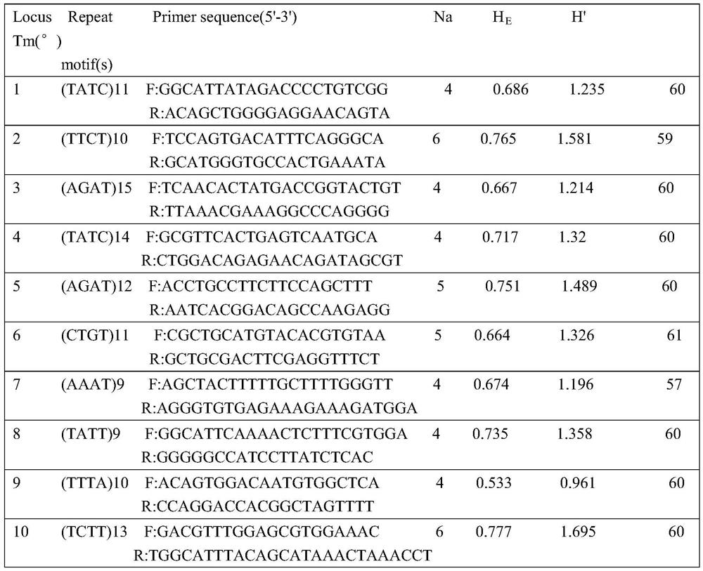 Microsatellite marker primers for individual identification of sterlet and method for individual identification